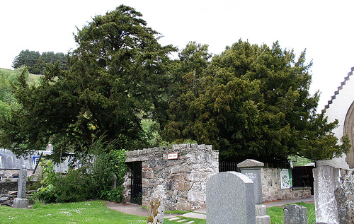 Tejo milenario en el cementerio de Fortingall